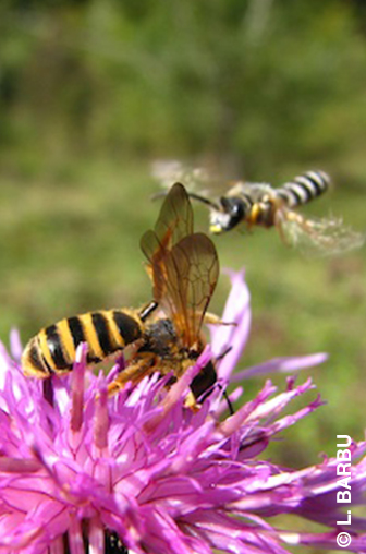 abeilles en train de butiner une fleur