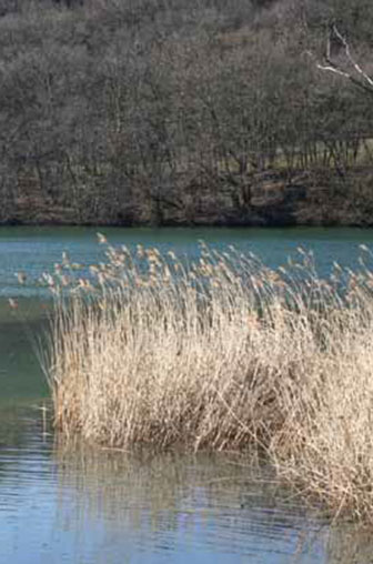 image des bords de l'eau à la pointe à la bise à Genève