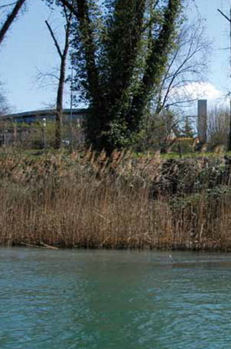 image des bord du Rhône à Dardagny